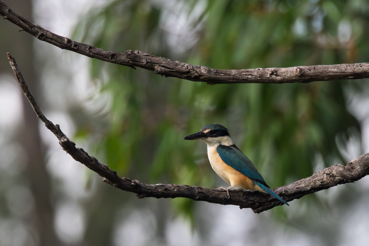 Альціон священний - ML646662244