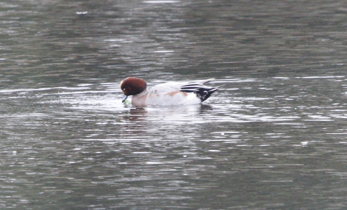 Свищ євразійський - ML646662245