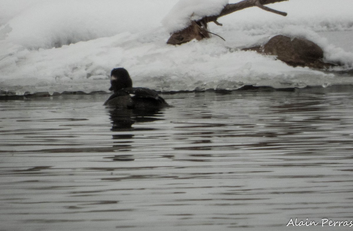 Гоголь малий - ML646662246