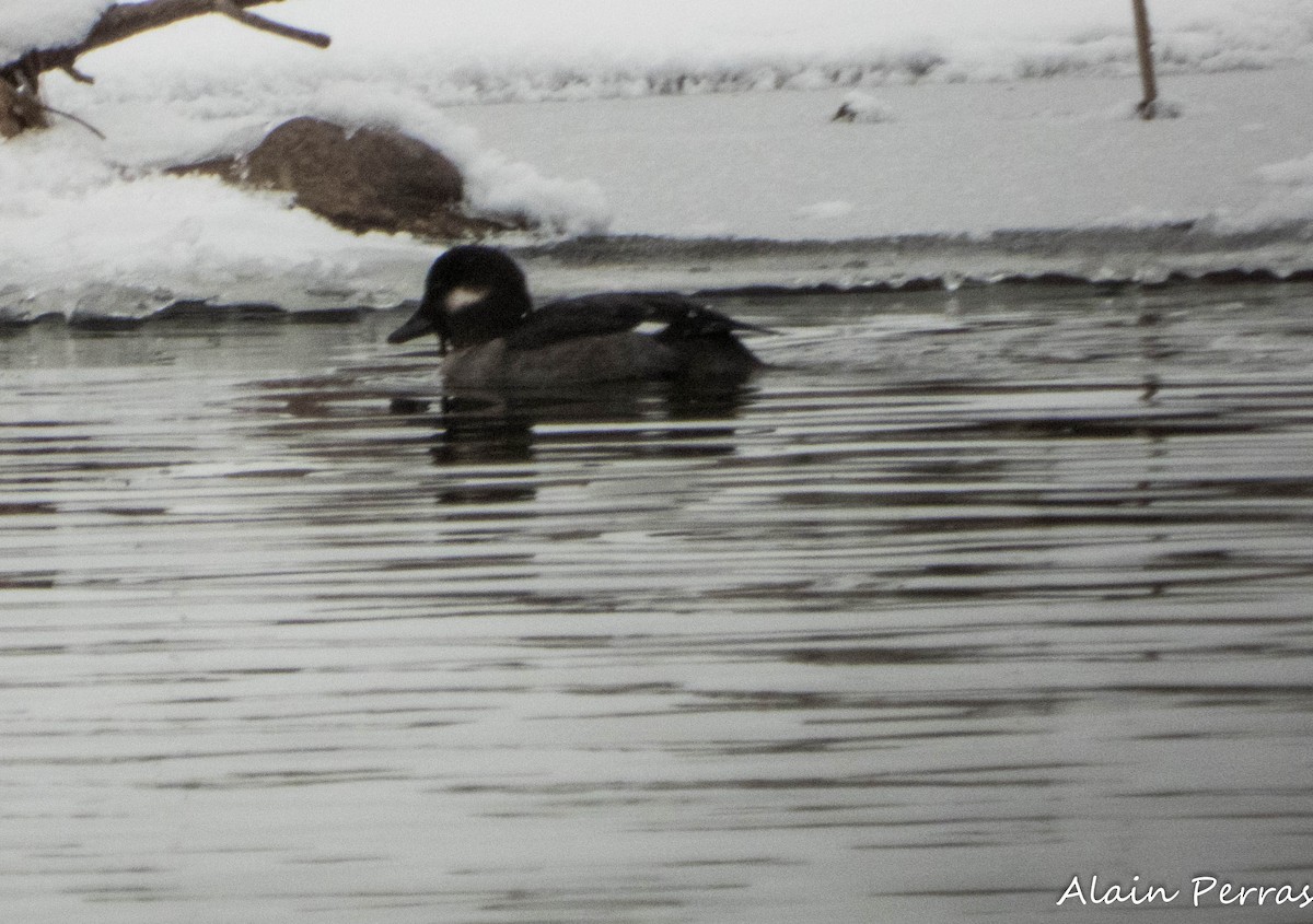 Гоголь малий - ML646662247