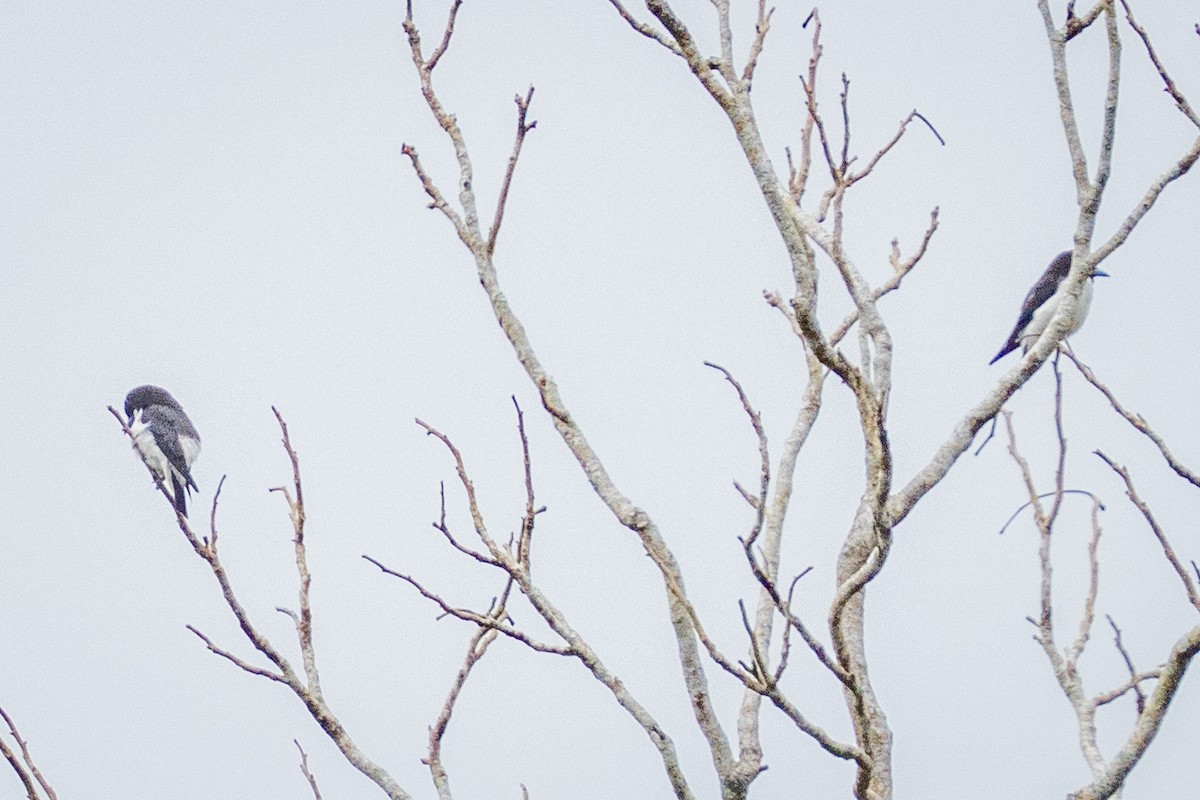 Ланграйн фіджійський - ML646662248