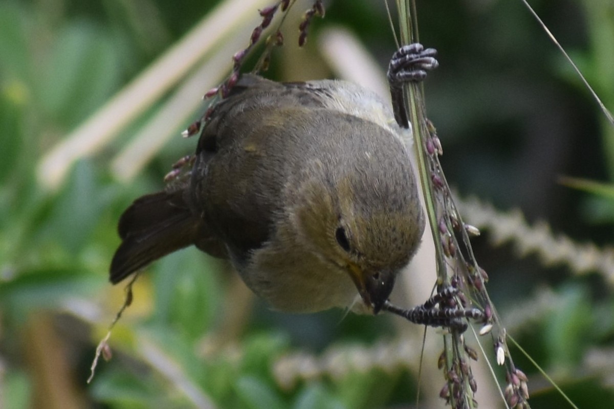 Зерноїд мальований - ML646662249