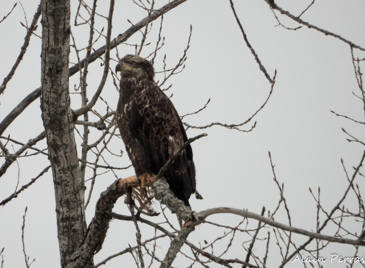 Орлан білоголовий - ML646662252