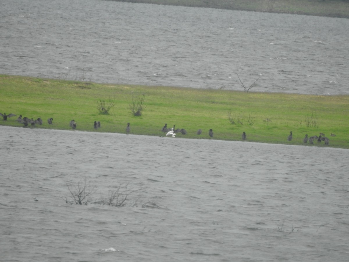 Баклан бразильський - ML646662254