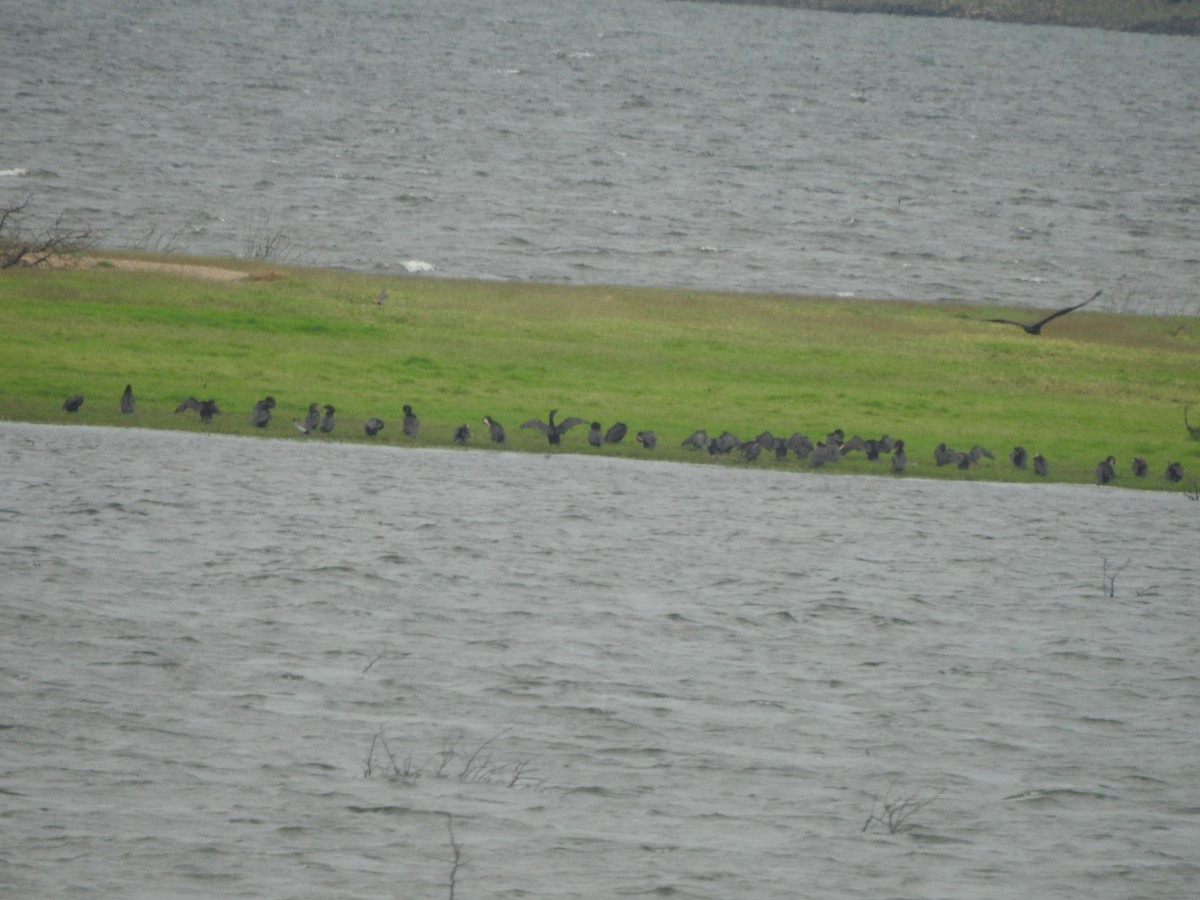 Баклан бразильський - ML646662255