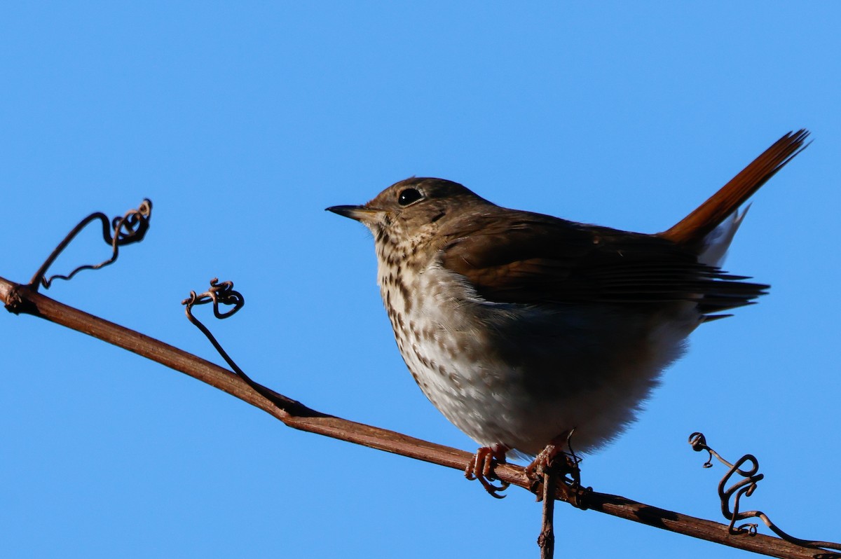 Einsiedler-Musendrossel (faxoni/crymophilus) - ML646662256