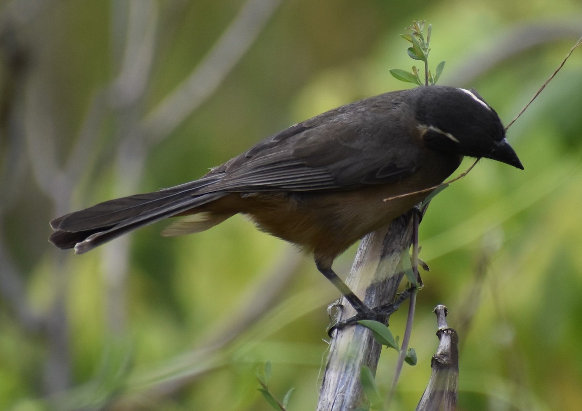 Зернолуск золотодзьобий - ML646662259