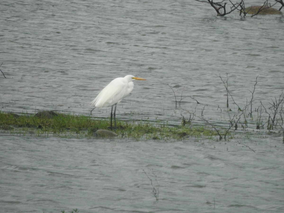 Grande Aigrette - ML646662263