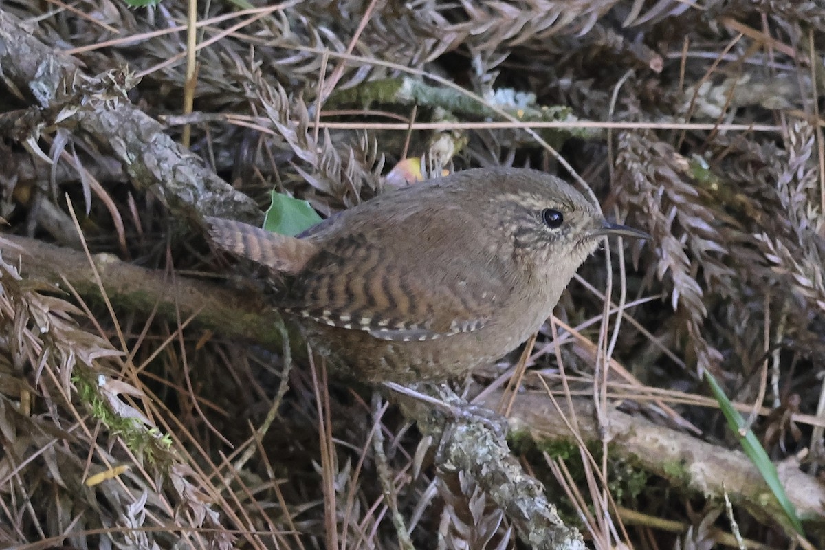 Халгайч урагчин - ML646662265