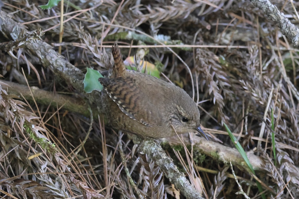 Халгайч урагчин - ML646662266