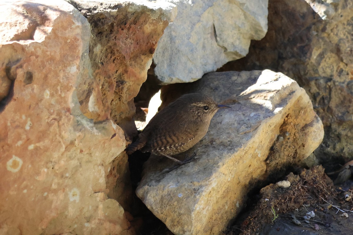 Халгайч урагчин - ML646662267