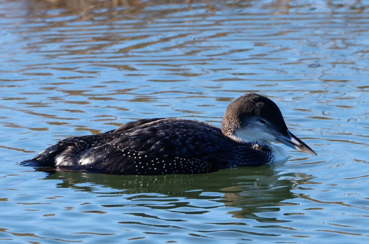 Eistaucher - ML646662268