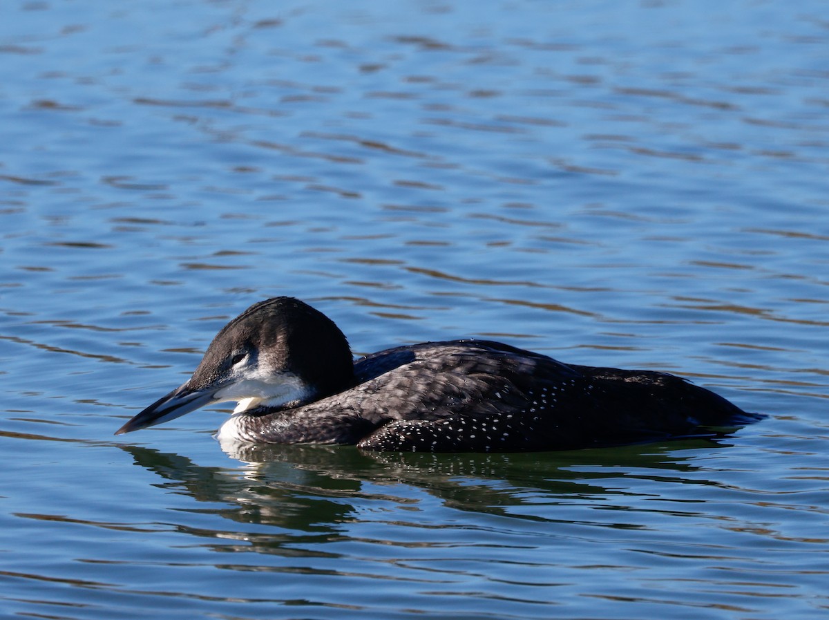 Eistaucher - ML646662269