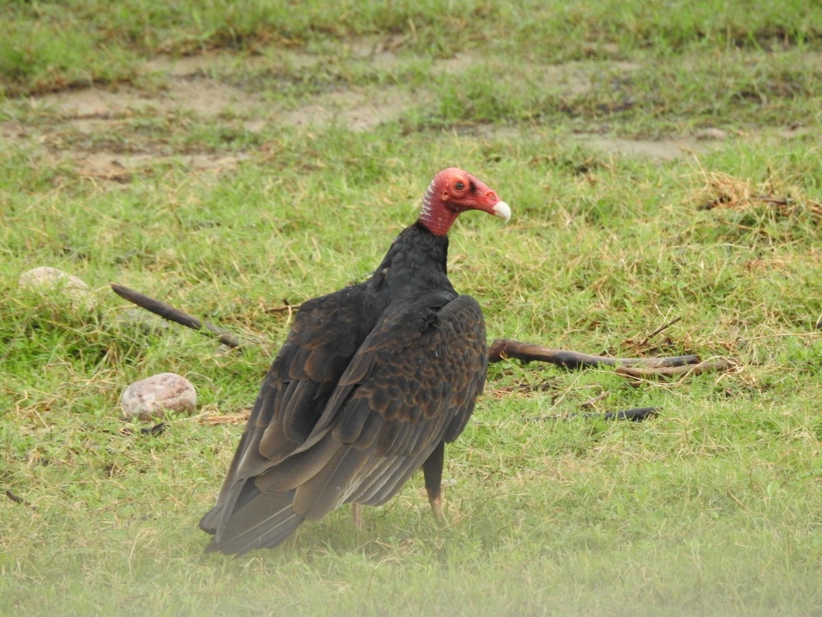 Urubu à tête rouge - ML646662270