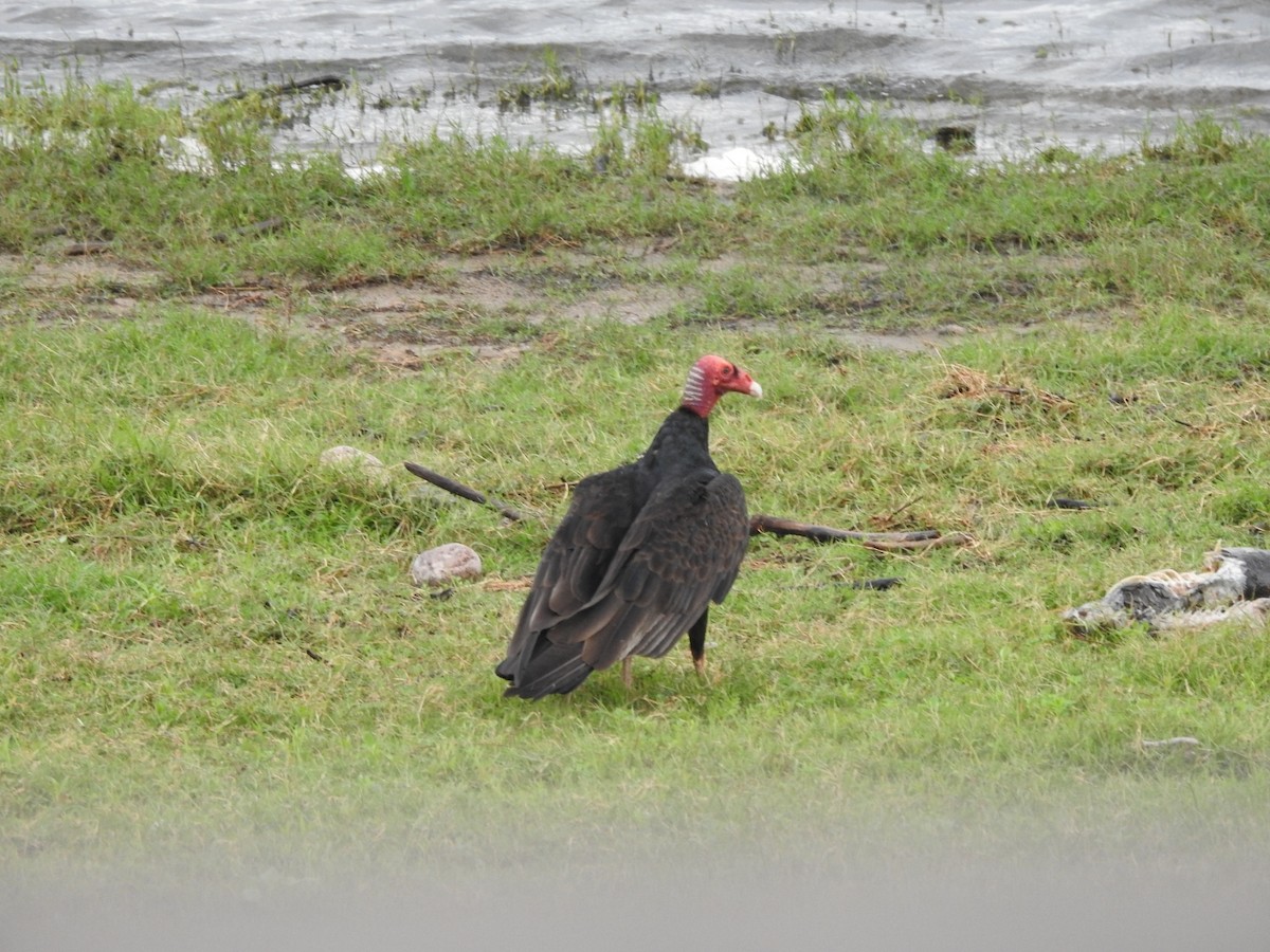 Urubu à tête rouge - ML646662271