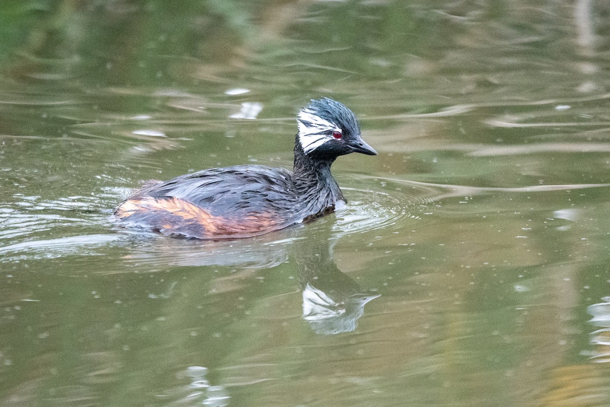 Grèbe de Rolland - ML646662272