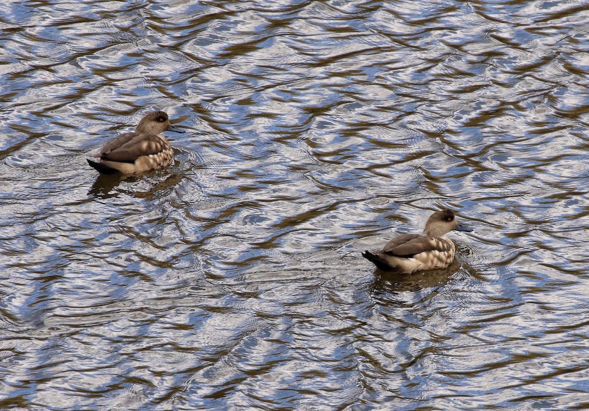 duskand - ML646662273