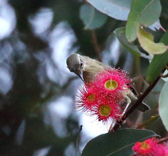 Black-throated Blue Warbler - ML646662275