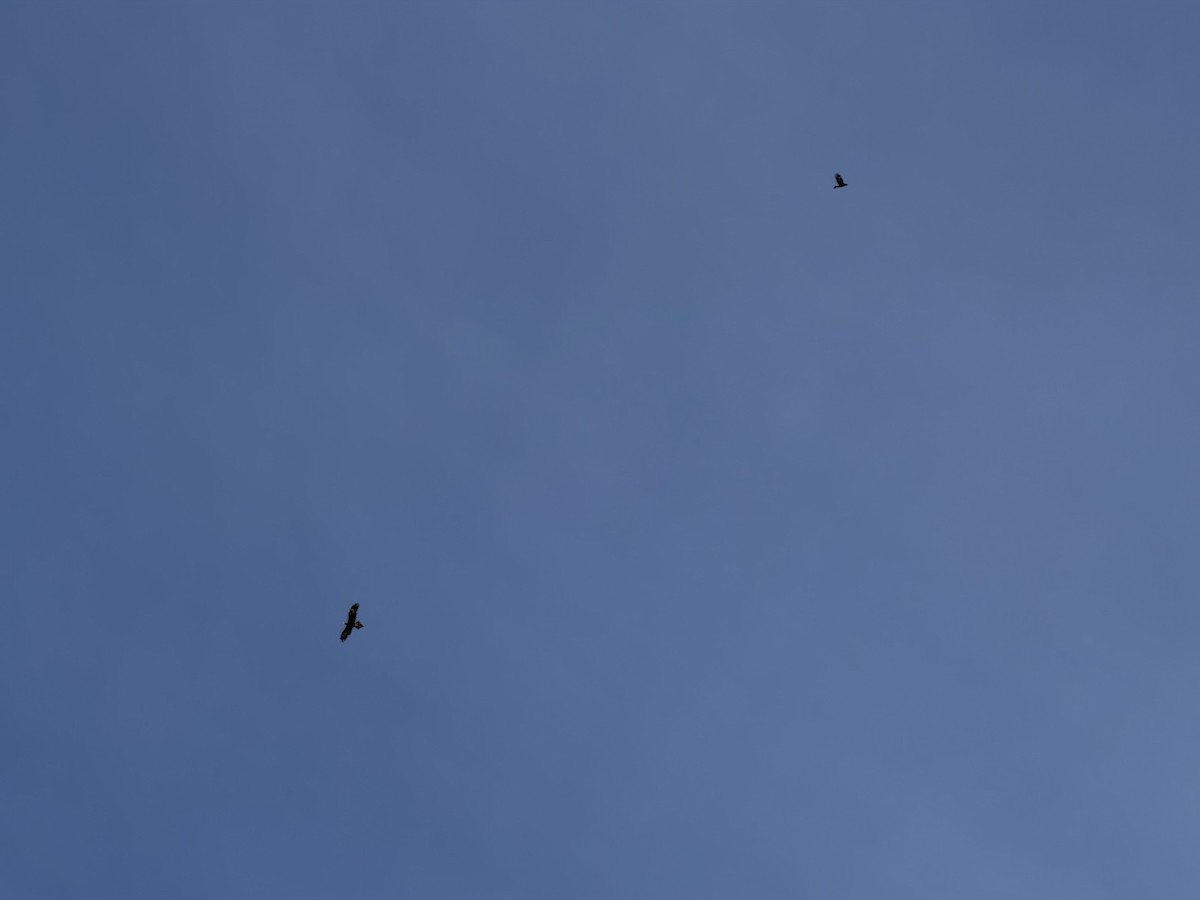 Wedge-tailed Eagle - ML646662276