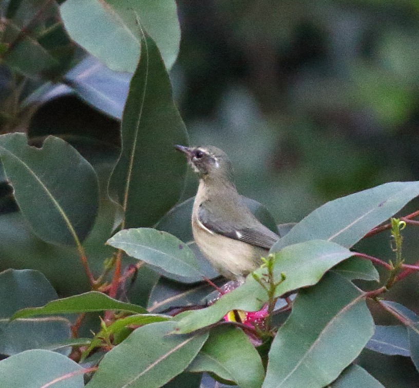 Black-throated Blue Warbler - ML646662277