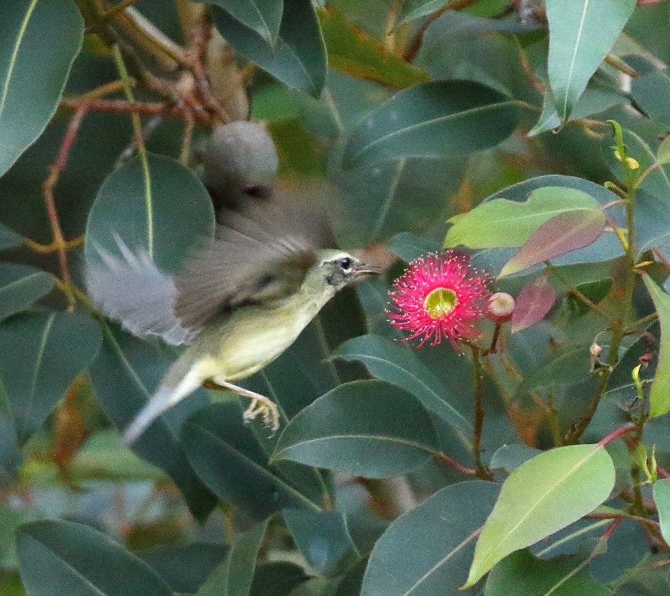 Black-throated Blue Warbler - ML646662278