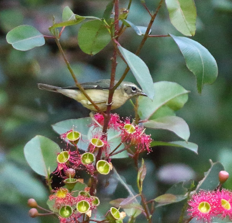 Black-throated Blue Warbler - ML646662279