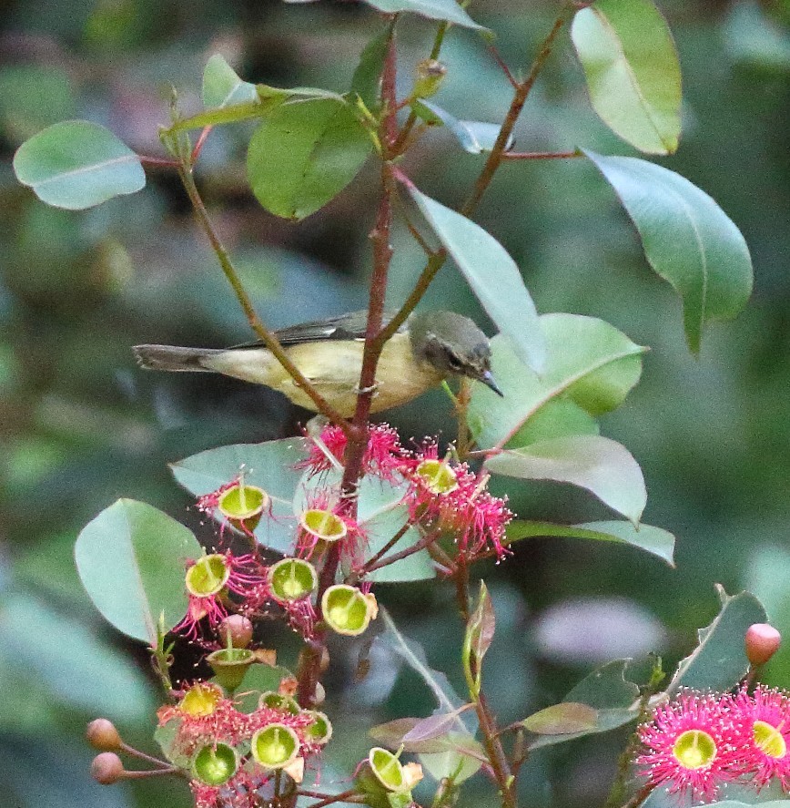 Black-throated Blue Warbler - ML646662281
