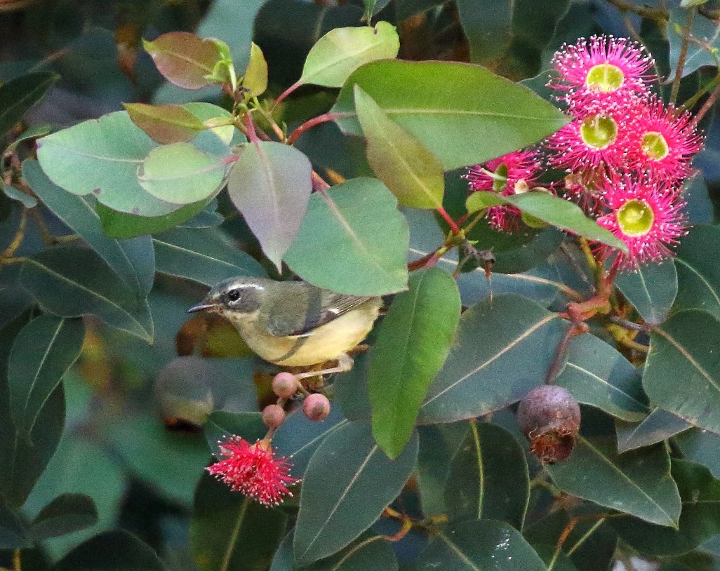Black-throated Blue Warbler - ML646662282