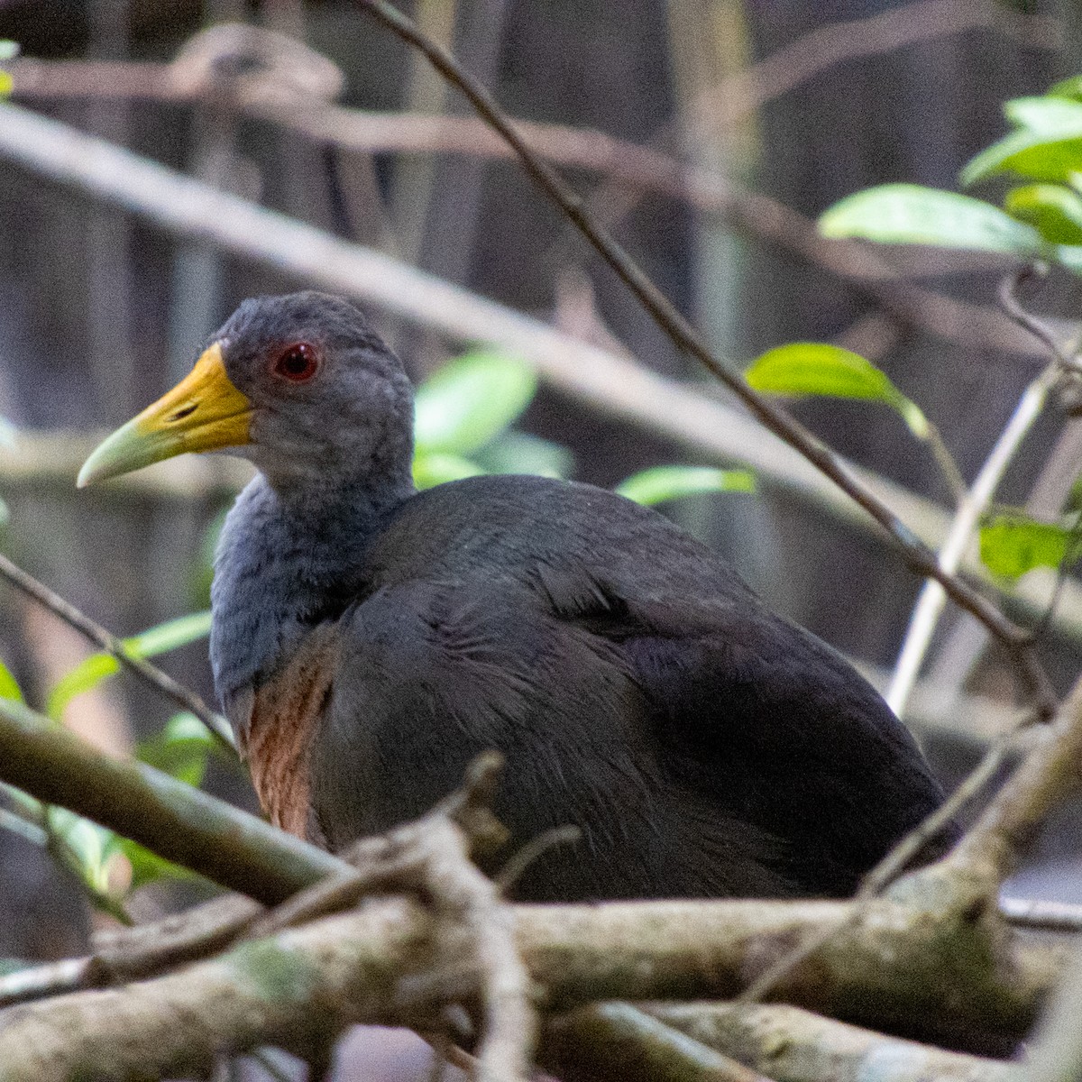 Gray-cowled Wood-Rail - ML646662284