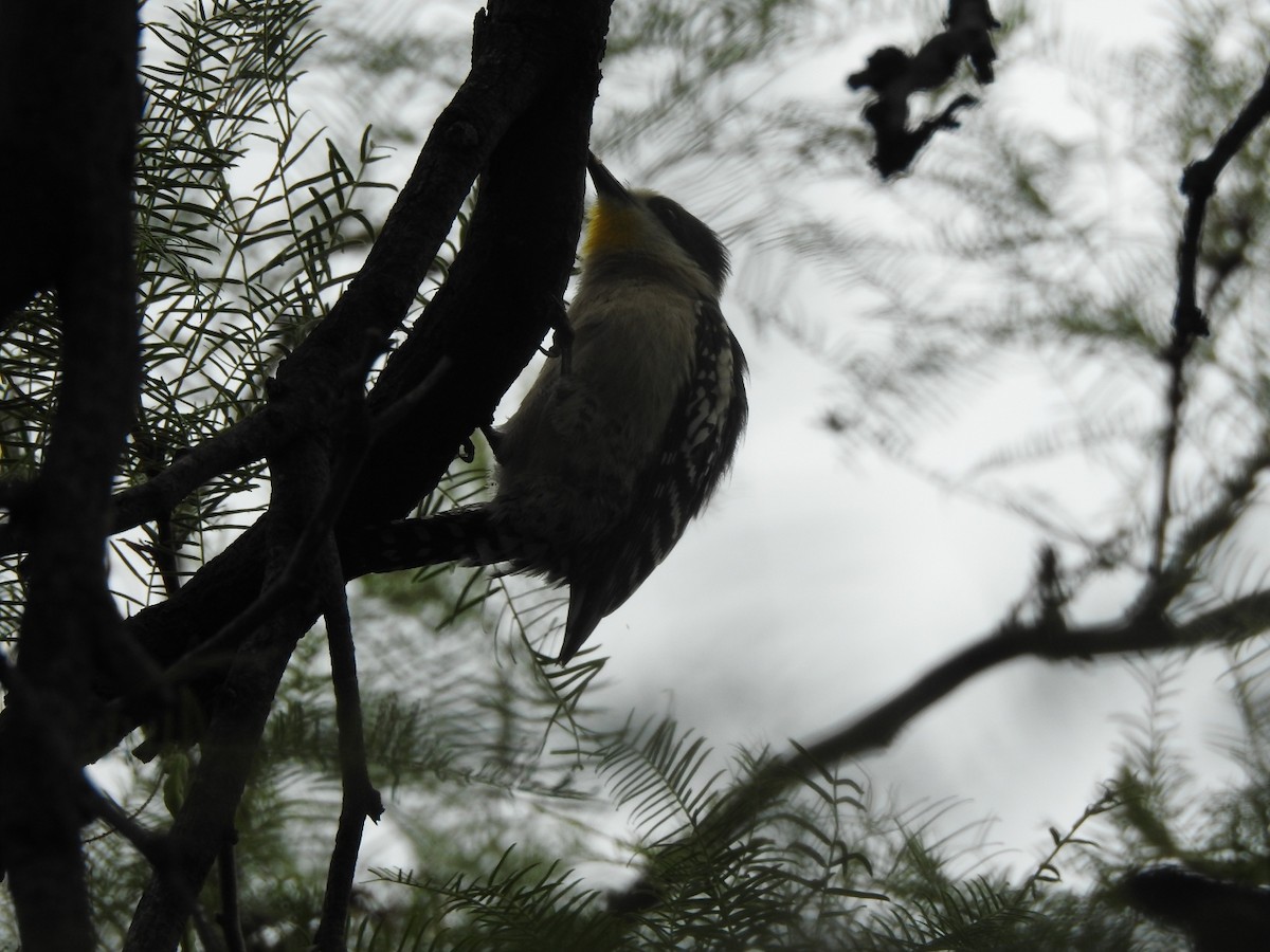 Pic des cactus - ML646662285