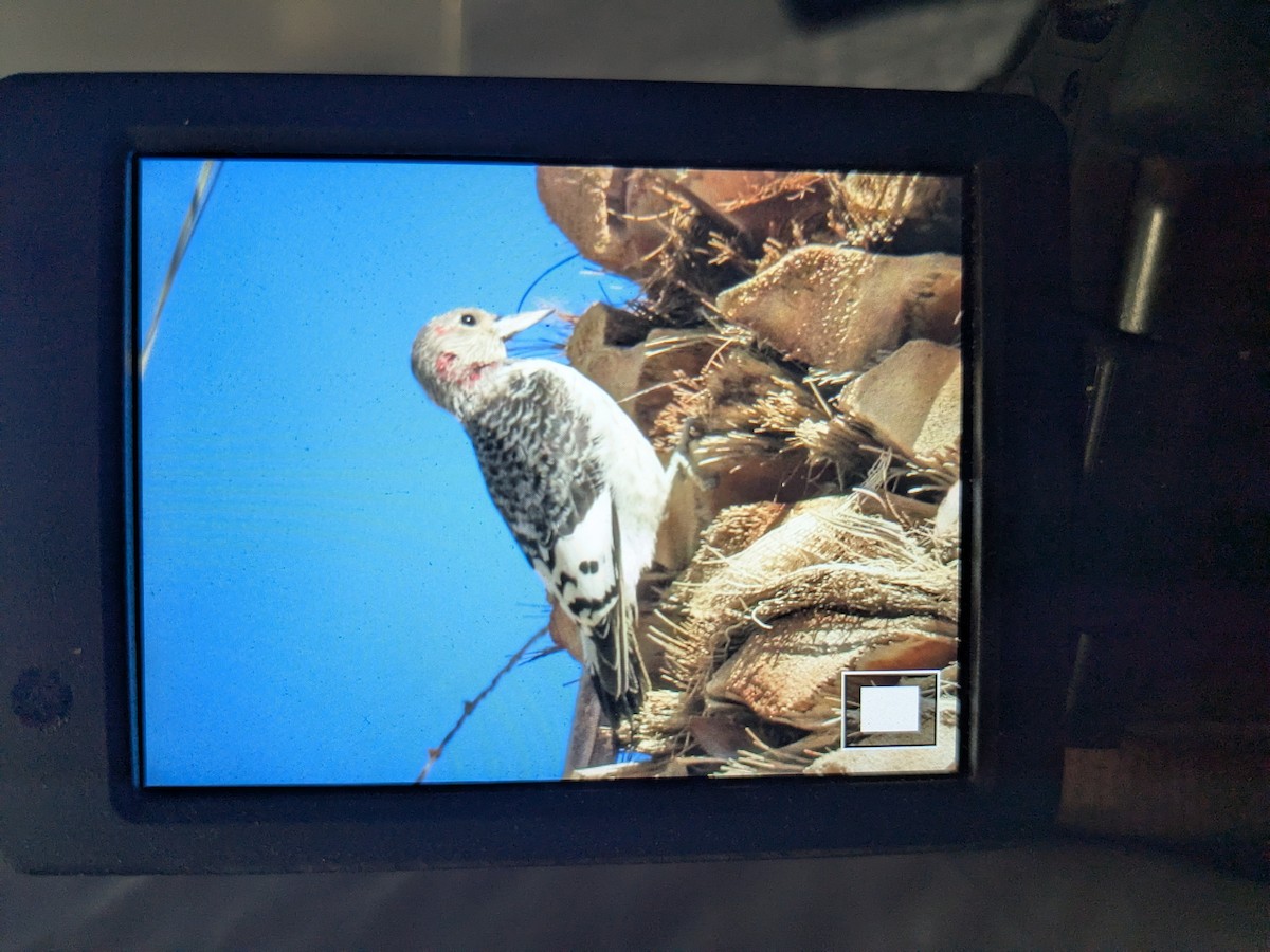 Rotkopfspecht - ML646662286