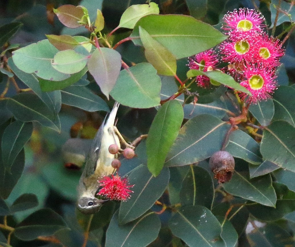 Black-throated Blue Warbler - ML646662292