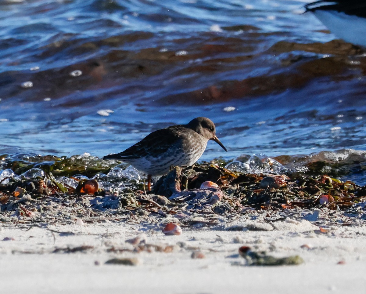 Mor Kumkuşu - ML646662293