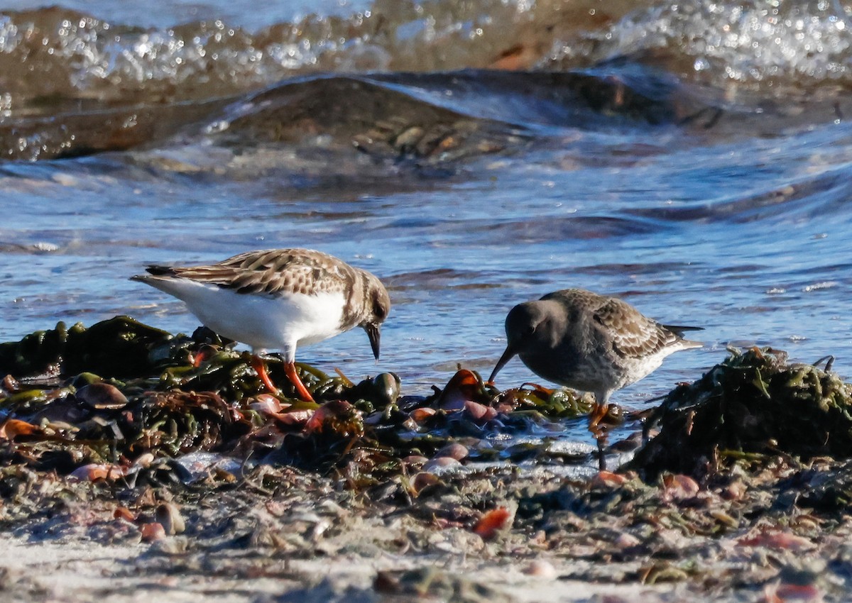 Mor Kumkuşu - ML646662294