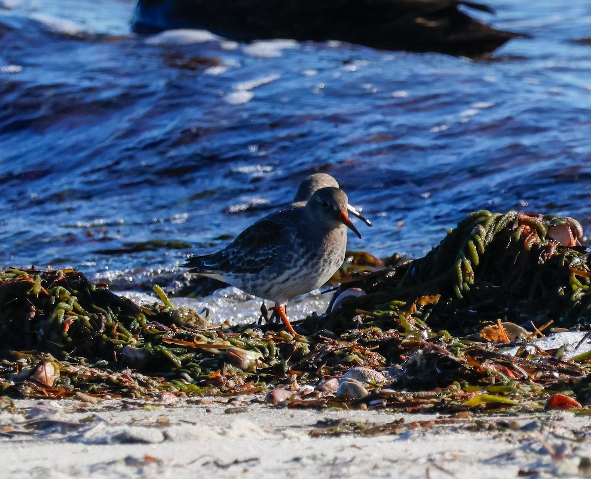 Mor Kumkuşu - ML646662295