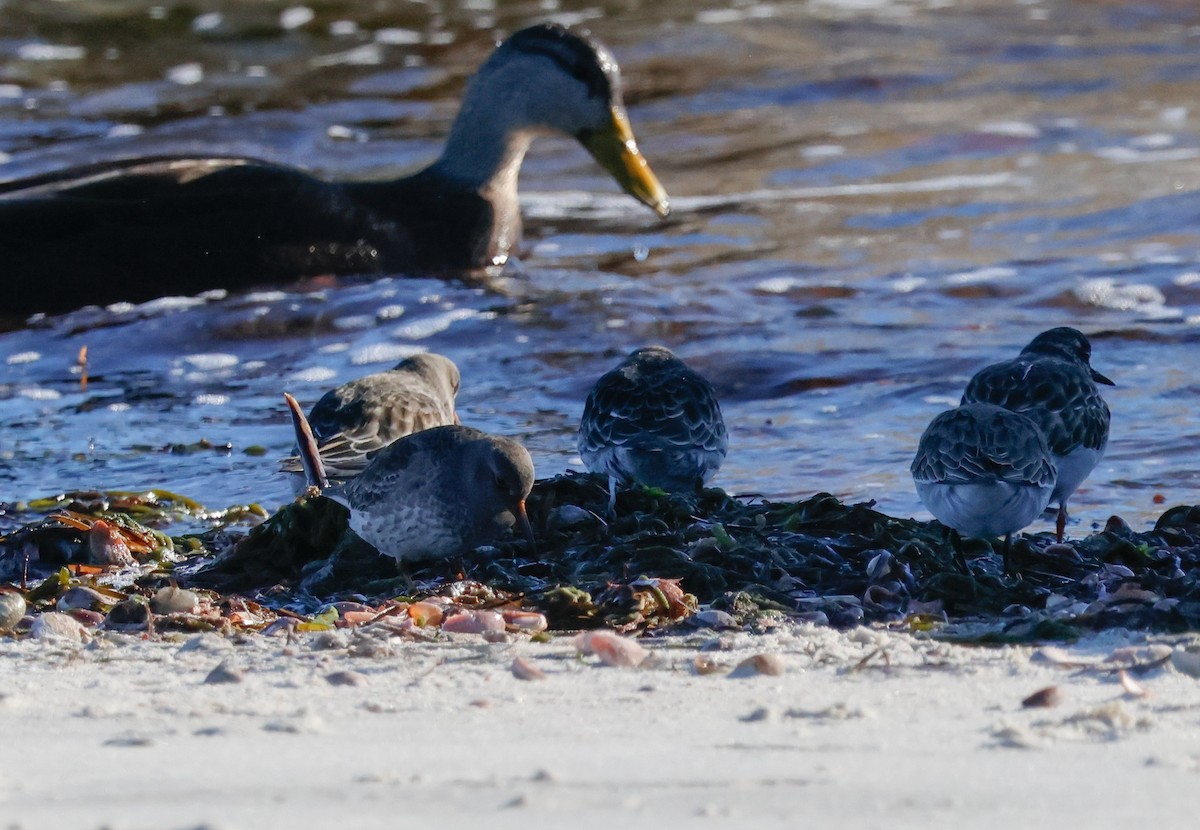 Mor Kumkuşu - ML646662296