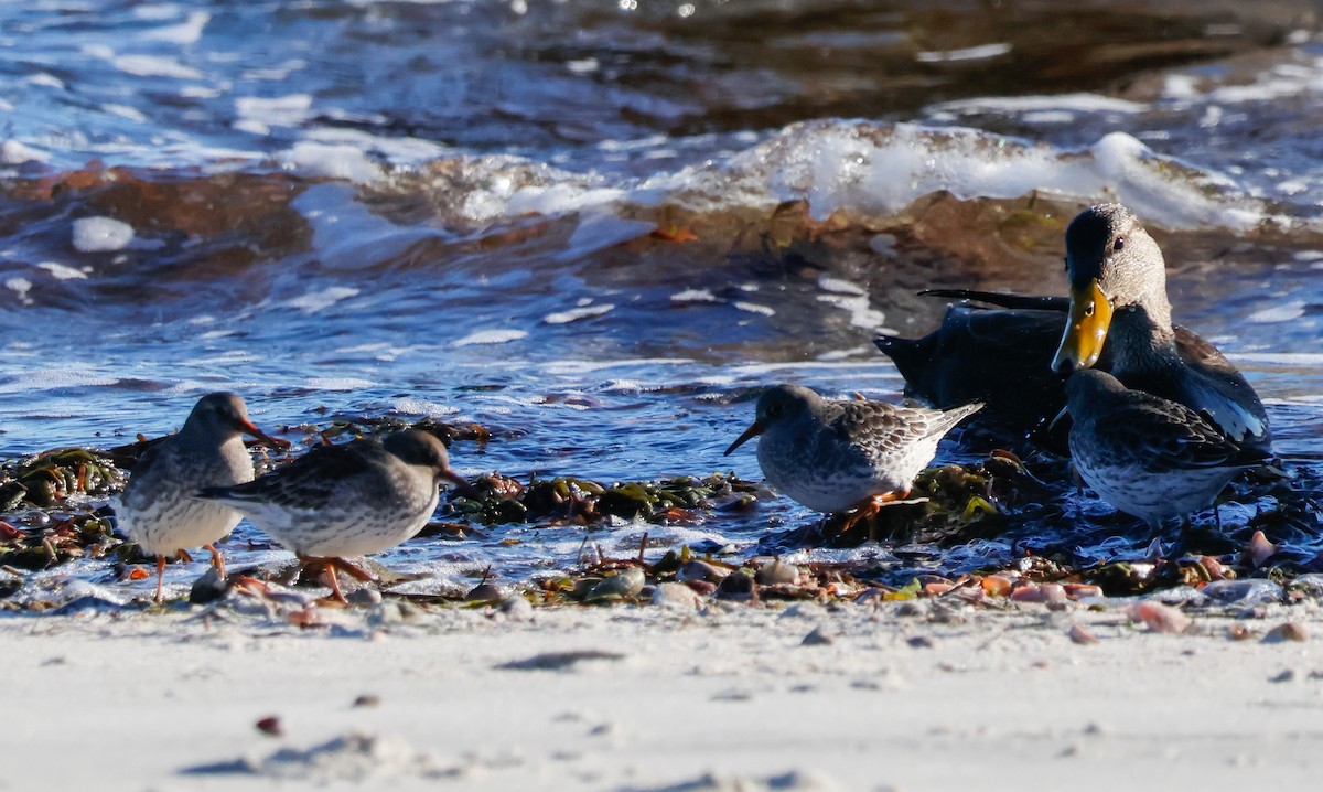 Mor Kumkuşu - ML646662297