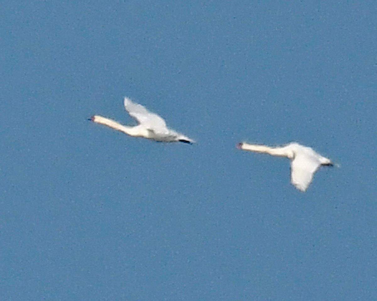 Cigno reale - ML646662298