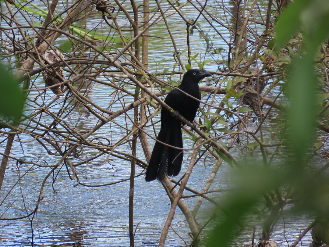 Greater Ani - ML646662299