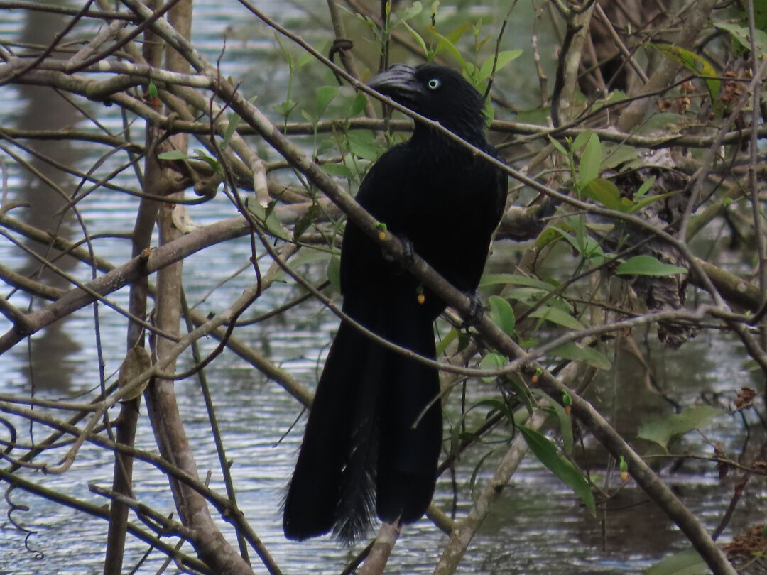 Greater Ani - ML646662300