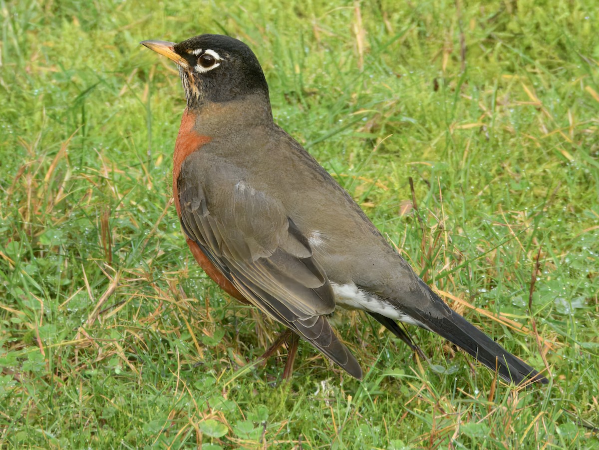 Zozo papargorria - ML646662302