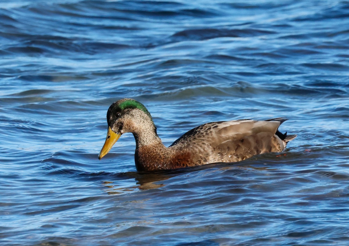 Stock- x Dunkelente (Hybrid) - ML646662303