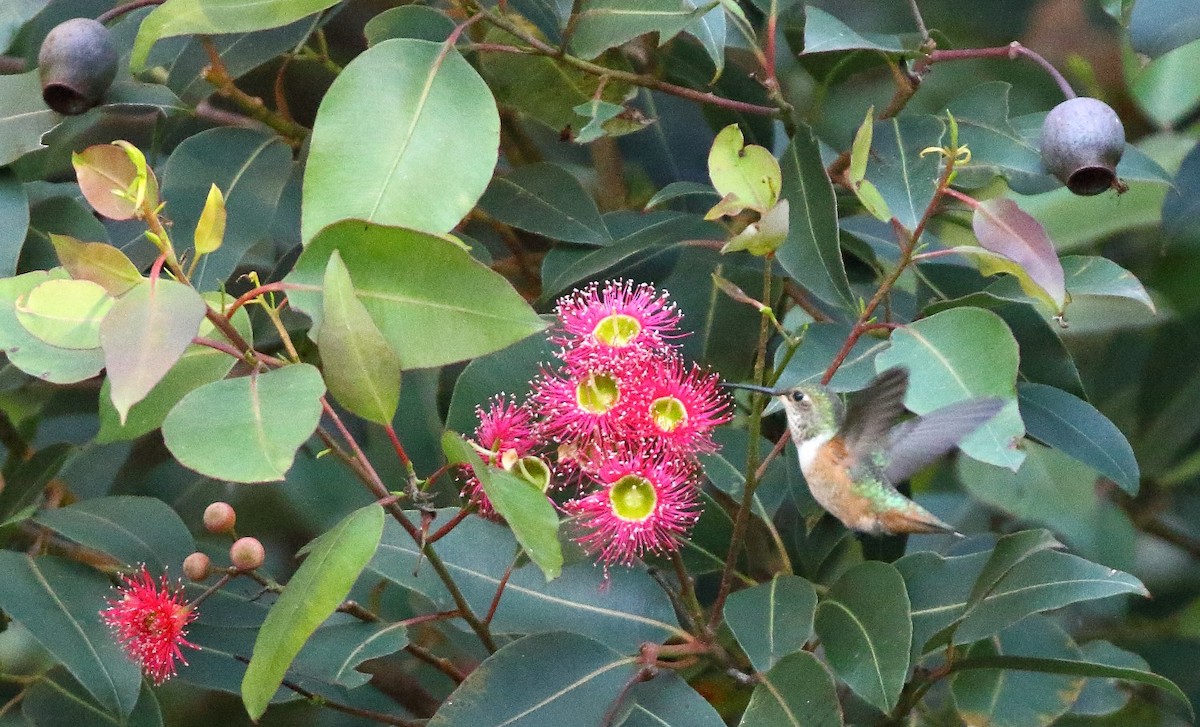 Allen's Hummingbird - ML646662306