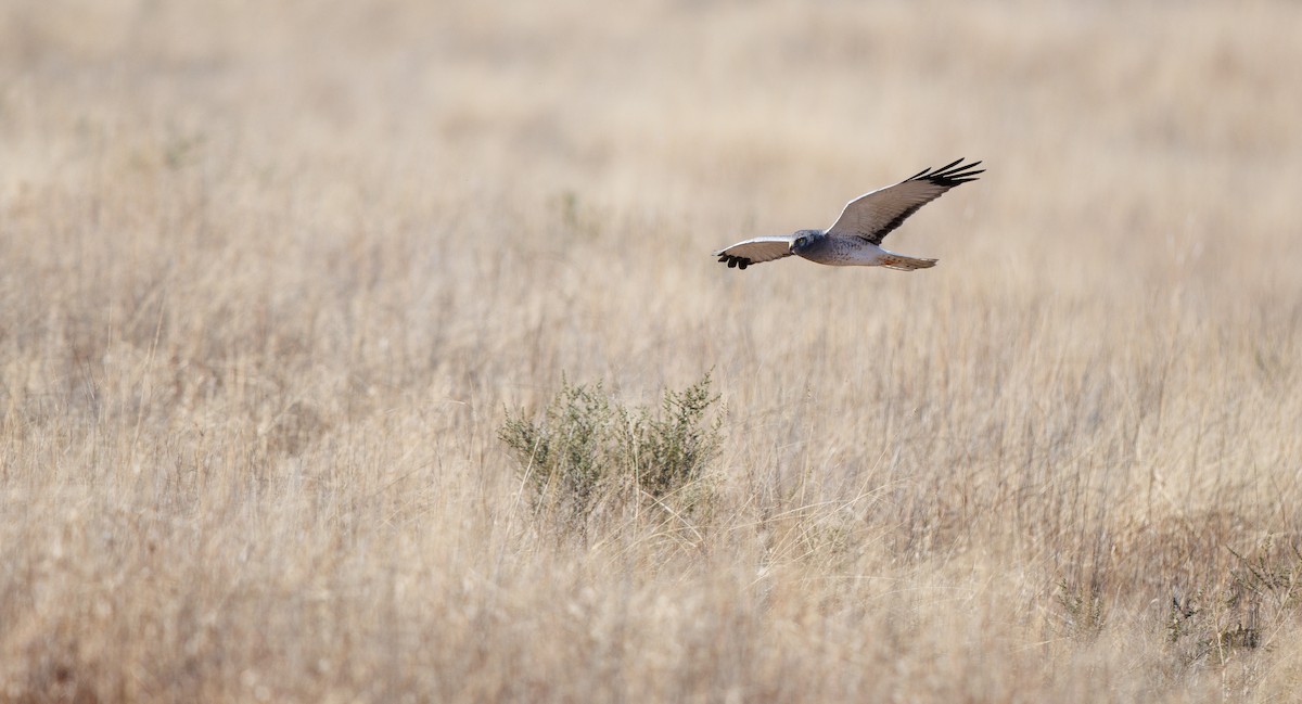 Northern Harrier - ML646662307