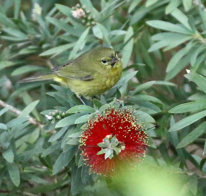 Orange-crowned Warbler - ML646662309