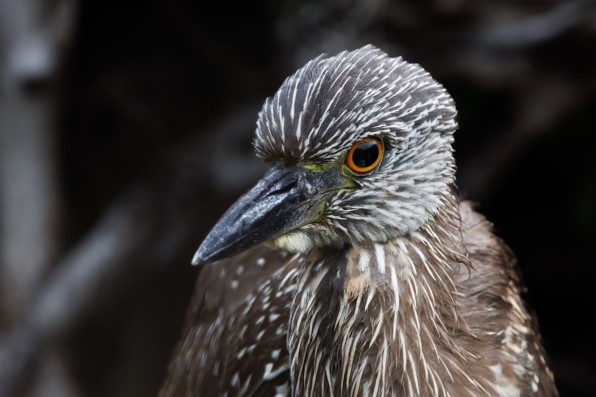 Yellow-crowned Night Heron - ML646662314