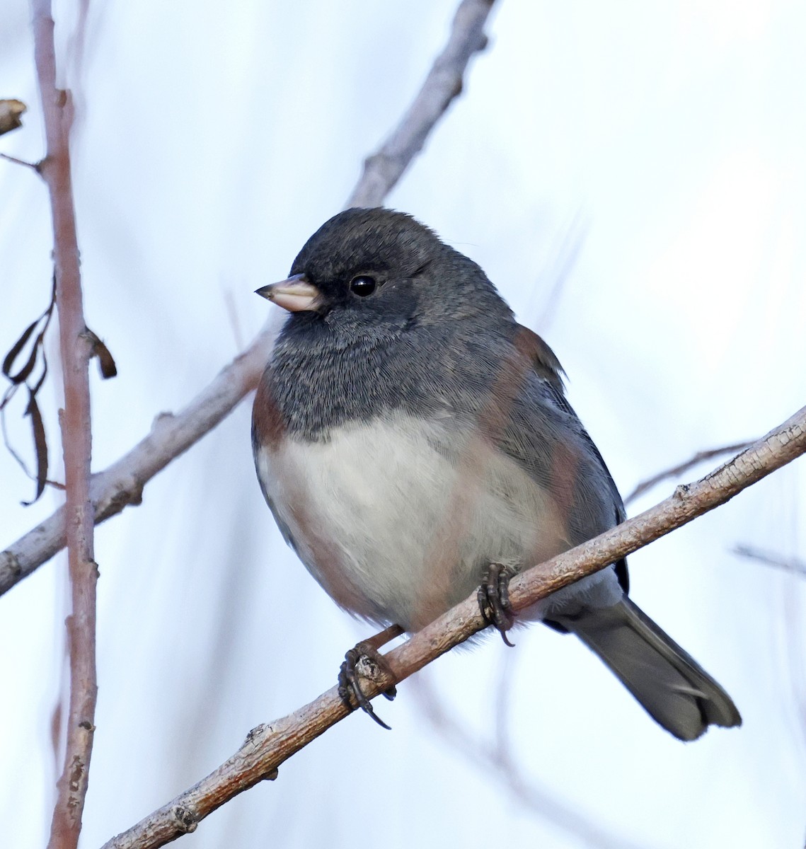 Dark-eyed Junco (Slate-colored) - ML646662318