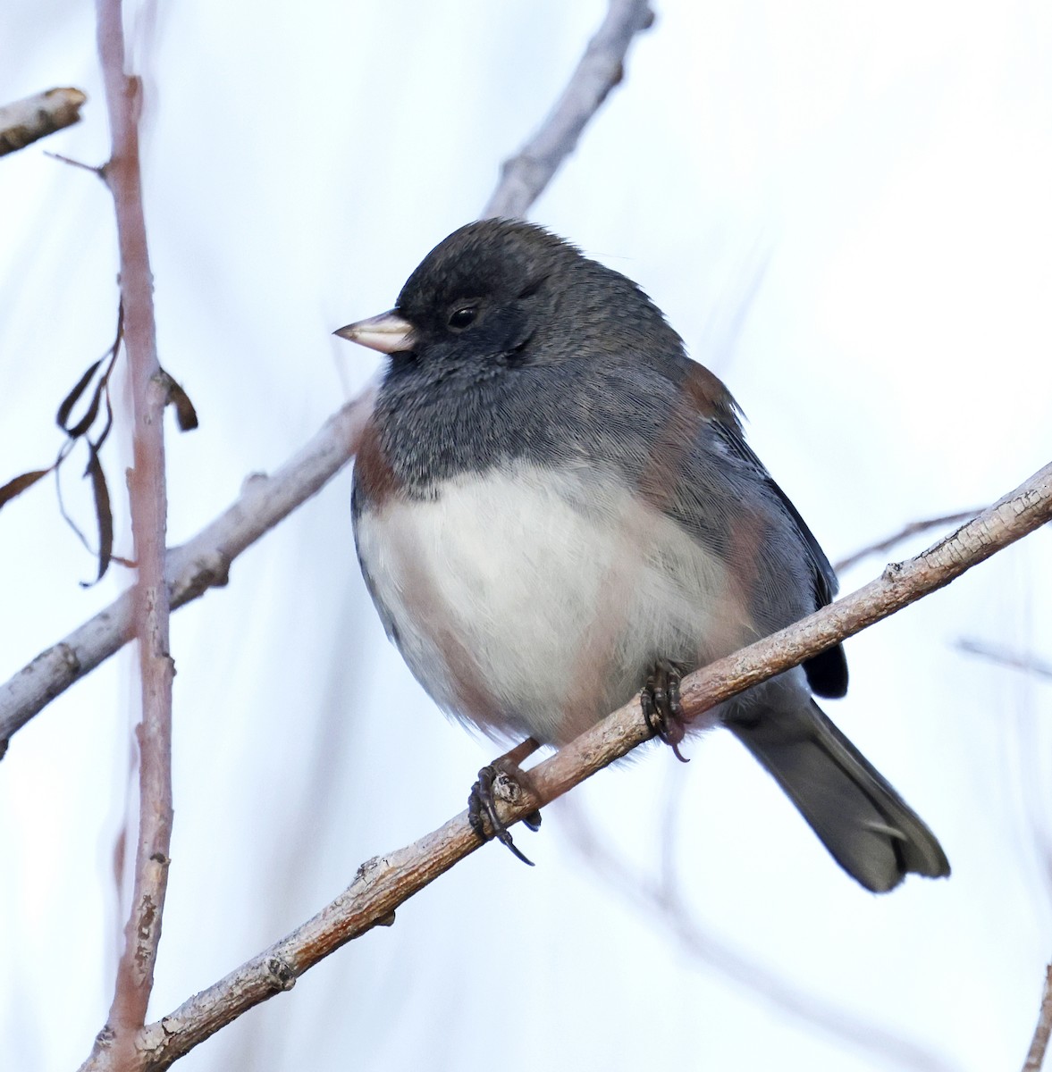 Dark-eyed Junco (Slate-colored) - ML646662319