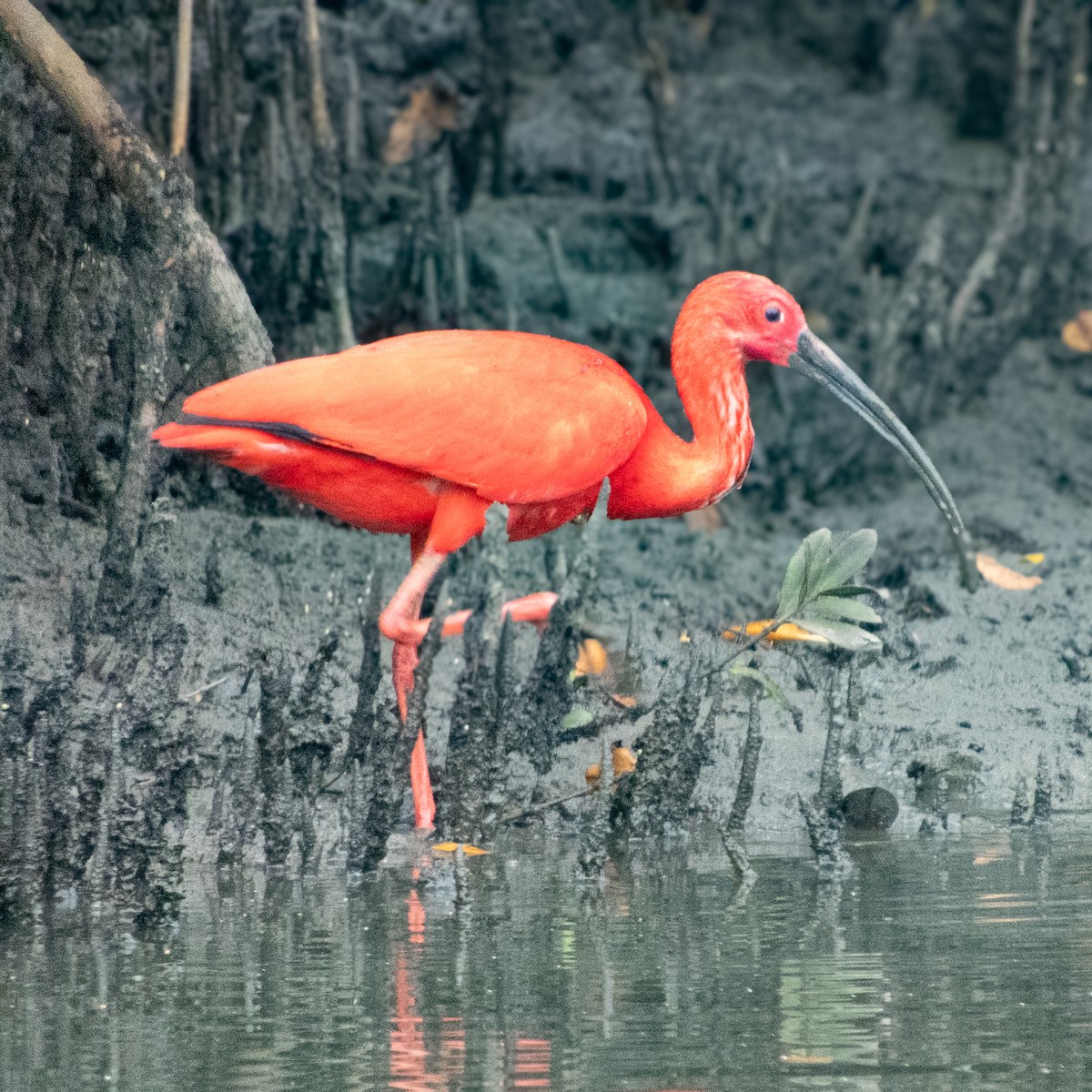 Scarlet Ibis - ML646662320
