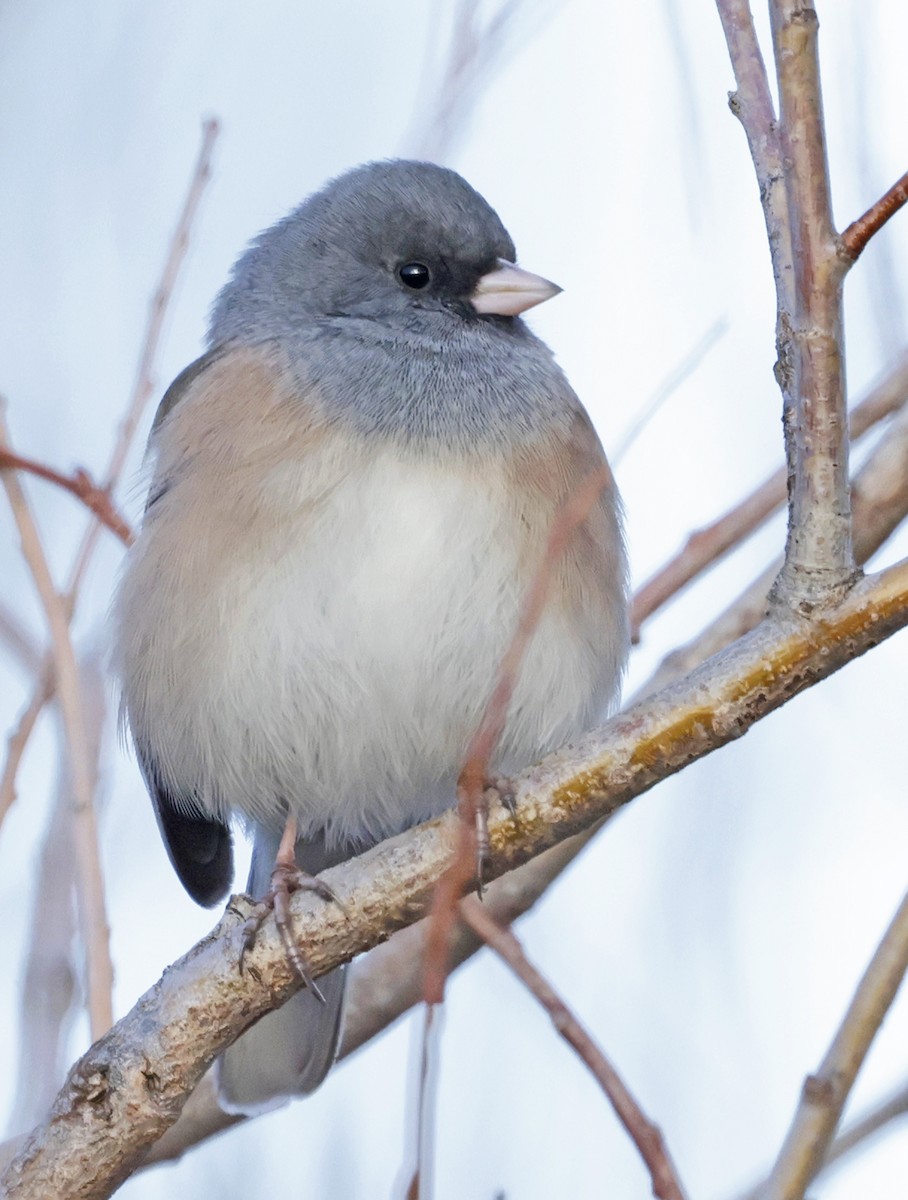 Dark-eyed Junco (Pink-sided) - ML646662322